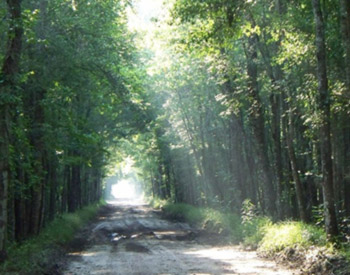 Dirt Road with sun rays